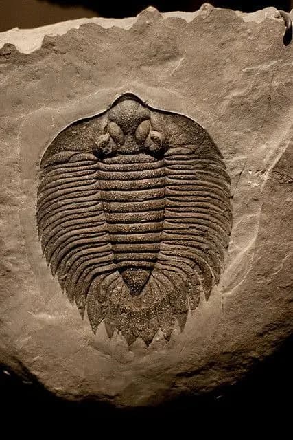 Moroccan Trilobite Fossils