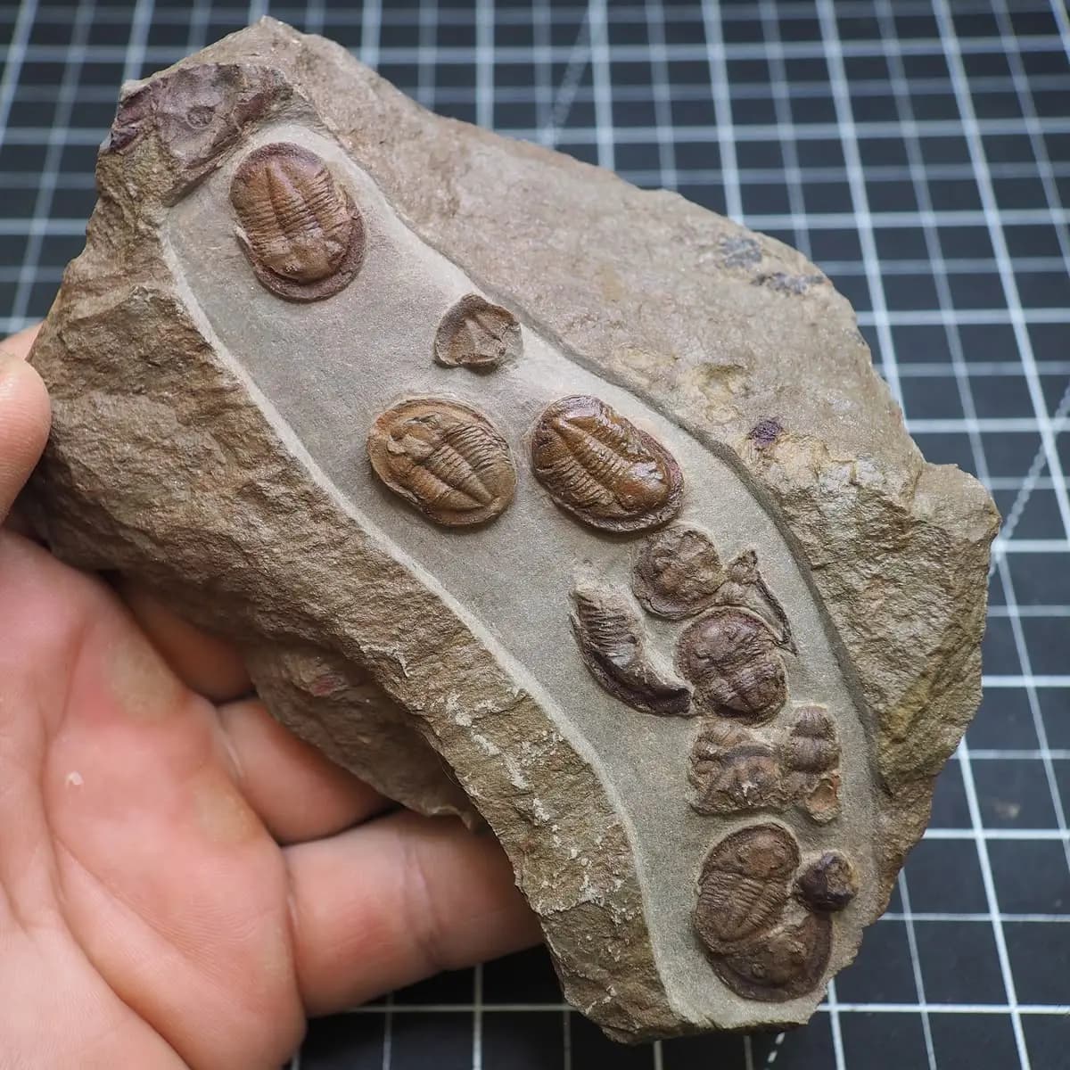 Moroccan Trilobite Fossils