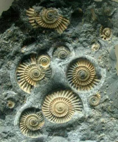 Moroccan Trilobite Fossils